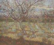 Vincent Van Gogh Apricot Trees in Blossom (nn04) oil painting